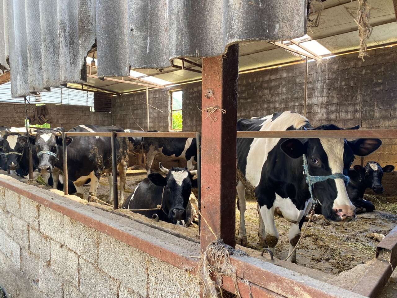 Menteşe’de 2026 Kurbanlık Fiyatları Belli Oldu 4